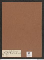 Auliscus grevillei Janisch (de-Toni-Nr.: Genus 171, Species 4377) Zeichnungen Sammlung Grunow Mappe 04327 (Herbarium_W_Grunow_drawings_Folder_04327)